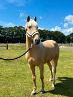 Allround e pony ruin, Dieren en Toebehoren, Paarden, Minder dan 160 cm, B, Ruin, Dressuurpaard
