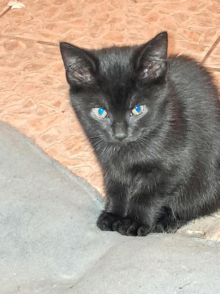 X noorse boskat/ europese korthaar, Dieren en Toebehoren, Katten en Kittens | Raskatten | Langhaar, Meerdere dieren, Gechipt