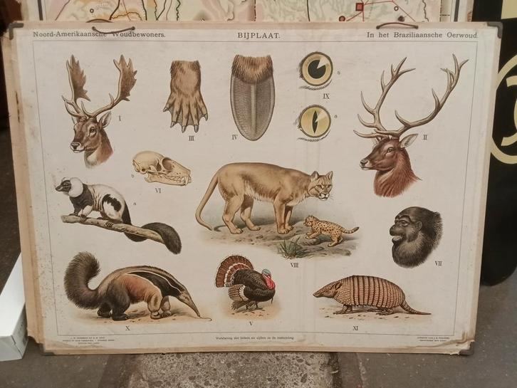 Oude Schoolplaat - Noord-Amerika & Brazilië, Antiek en Kunst, Antiek | Schoolplaten, Natuur en Biologie, Ophalen