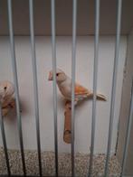 Rood mozaïek kanarie pop, Dieren en Toebehoren, Vogels | Kanaries, Vrouwelijk, Kleurkanarie