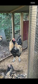 Mooie uilebaard  haan, Dieren en Toebehoren, Pluimvee, Mannelijk, Kip