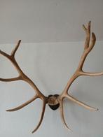 Diverse geweien, Verzamelen, Ophalen, Zo goed als nieuw, Hert