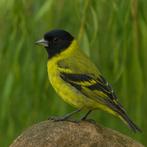 Zwartkopsijzen (4,1) 2025 uit buitenvoliere, Meerdere dieren, Tropenvogel, Geringd