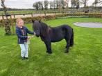 Super mooi gr maat pony