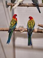 Koppel pracht rosella's goudmantel.