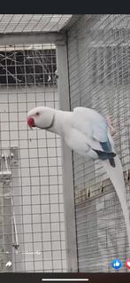 halsbandparkieten, Dieren en Toebehoren, Vogels | Parkieten en Papegaaien, Meerdere dieren, Parkiet, Geringd