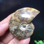 Prachtige gepolijste ammoniet (W2)., Verzenden, Fossiel