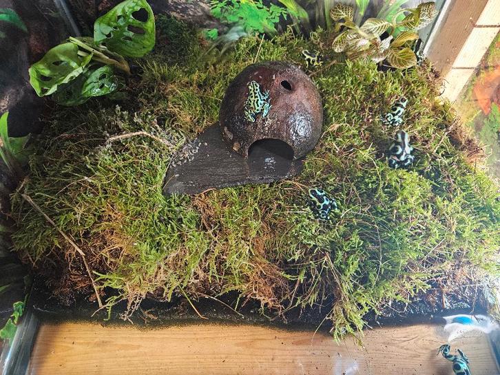 Dendrobates Auratus Gouden gifkikker, Dieren en Toebehoren, Reptielen en Amfibieën, Amfibie, 0 tot 2 jaar