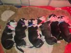 Zeer mooie lieve husky pups geboren, 8 tot 15 weken, Poolhond, Meerdere, Meerdere dieren