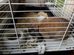 Handtamme dwergkonijnen, Dieren en Toebehoren, Konijnen, Mannelijk, Dwerg, 0 tot 2 jaar