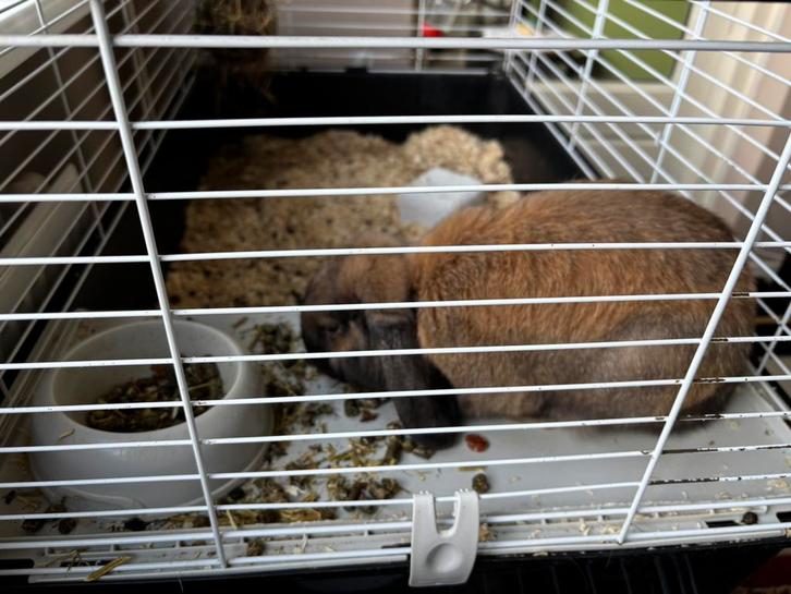 Handtamme dwergkonijnen, Dieren en Toebehoren, Konijnen, Dwerg, Mannelijk, 0 tot 2 jaar