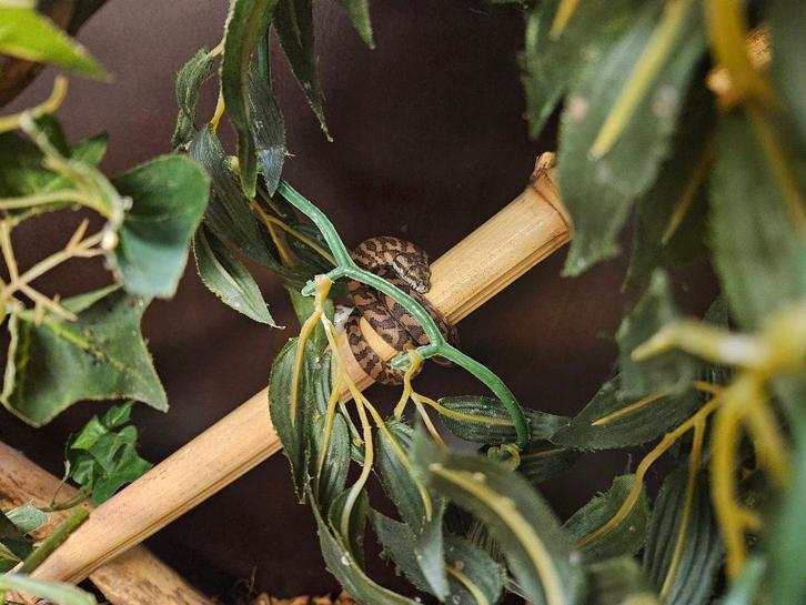 Morelia spilota harisson Irian Jaya Tapijt Python, Dieren en Toebehoren, Reptielen en Amfibieën, Slang, 0 tot 2 jaar