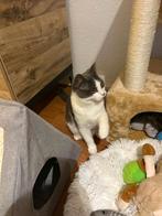 Lieve poes van 4 maanden, Dieren en Toebehoren, Poes