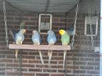 1-1Halsbandparkieten Turquoise blst xviolet blst met 5 jonge, Dieren en Toebehoren, Vogels | Parkieten en Papegaaien, Meerdere dieren