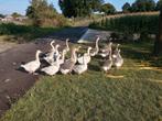 ganzen, Dieren en Toebehoren, Pluimvee, Meerdere dieren, Gans of Zwaan