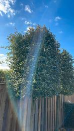 1x Steeneik Quercus ilex, Tuin en Terras, Overige soorten, Volle zon, 250 tot 400 cm, Ophalen