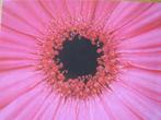 voor het kind - bloemenhart van roze gerbera - nieuw, Verzamelen, Verzenden, 1980 tot heden, Ongelopen, Overige thema's