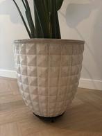 Prachtige licht grijze design pot met Strelitzia rolplateau, Ophalen, Overige soorten, Halfschaduw, In pot