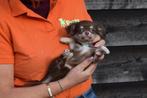 Chihuahua pups, 15 weken tot 1 jaar, Buitenland, Parvo, Meerdere