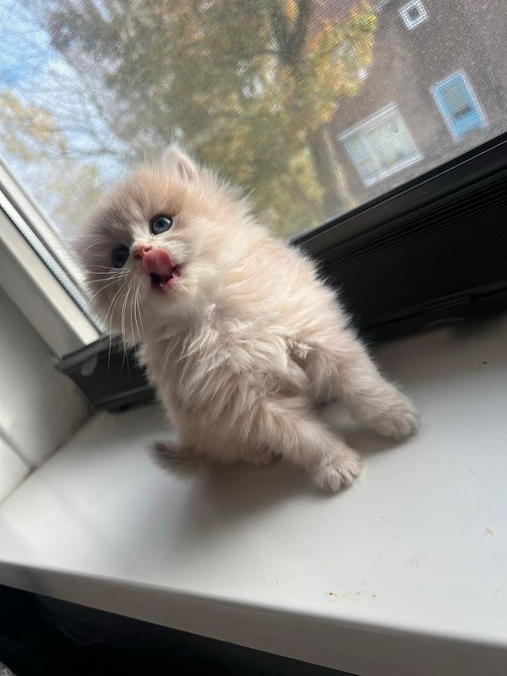 kittens lang haar. AY11/NY2533/AY12, Dieren en Toebehoren, Katten en Kittens | Overige Katten, Langharig, Meerdere dieren, 0 tot 2 jaar