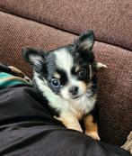 ✅️Prachtige kleine chihuahua pups GERESERVEERD!, Dieren en Toebehoren, Rabiës (hondsdolheid), 8 tot 15 weken, Meerdere, Meerdere dieren