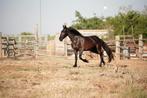 Murgese merrie te koop!, Dieren en Toebehoren, Merrie, 3 tot 6 jaar, 160 tot 165 cm, Onbeleerd