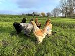 Jonge tamme Brahma kippen hennen gesekst en ingeënt, Dieren en Toebehoren, Pluimvee, Kip, Vrouwelijk