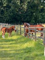 Stalhulp gezocht!  OK Farm Reiners (opfok en fokkerij), Dieren en Toebehoren, Stalling en Weidegang, Toebehoren