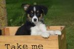 Australische herder pups, aussi pup 💖💖💖, Dieren en Toebehoren, België, 15 weken tot 1 jaar, Meerdere, Meerdere dieren