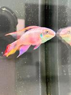 kersenbuik cichlide man, Dieren en Toebehoren, Vis