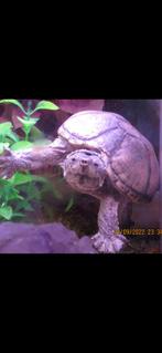 Groot huisje gezocht voor muskusschildpad janneke, Dieren en Toebehoren, Reptielen en Amfibieën