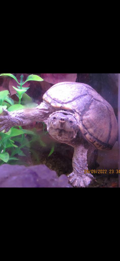 Groot huisje gezocht voor muskusschildpad janneke, Dieren en Toebehoren, Reptielen en Amfibieën