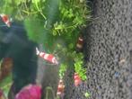 Crystalred / tijger / eigen kweek. Kraanwater, Kreeft, Krab of Garnaal