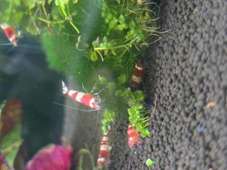 Crystalred / tijger / eigen kweek. Kraanwater, Dieren en Toebehoren, Vissen | Aquariumvissen, Kreeft, Krab of Garnaal