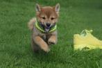 Shiba inu pups 3 verschillende kleuren 💖💖💖, Dieren en Toebehoren, Rabiës (hondsdolheid), 15 weken tot 1 jaar, Overige rassen