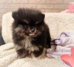 Mega schattige mini pomeranian puppy ️, Keeshond, Reu, 8 tot 15 weken, Eén hond