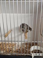 Gloster te koop, Dieren en Toebehoren, Vogels | Kanaries, Mannelijk, Postuurkanarie