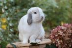 Prachtige raszuivere minilops te koop, Meerdere dieren, Dwerg, Hangoor, 0 tot 2 jaar