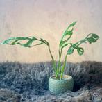 Monstera Adansonii Indonesian Marble #1, Overige soorten, Minder dan 100 cm, Groene kamerplant, Halfschaduw