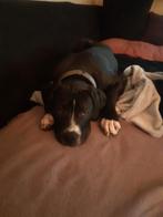 Te koop amerikaanse stafford pup reu, Parvo, 15 weken tot 1 jaar, Reu, American Staffordshire Terriër