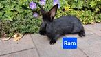 2 tamme, zwarte konijnen , rammen (middelgroot), Dieren en Toebehoren, Konijnen, Mannelijk, Middelgroot, 0 tot 2 jaar