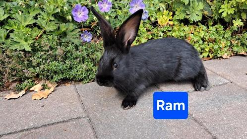 2 tamme, zwarte konijnen , rammen (middelgroot), Dieren en Toebehoren, Konijnen, Middelgroot, Mannelijk, 0 tot 2 jaar