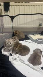 Kittens te koop, Dieren en Toebehoren, Katten en Kittens | Raskatten | Langhaar, Meerdere dieren, 0 tot 2 jaar