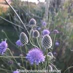 Zaden Scabiosa columbaria  inheems vlinderbijen hommelplant, Verzenden, Voorjaar, Volle zon, Zaad