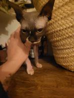 Sphyxns Canadiense nakte poesje, Meerdere dieren