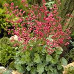 Heuchera sanguinea 'Splendens' - Purperklokje, Bodembedekkers, Vaste plant, Ophalen of Verzenden, Halfschaduw
