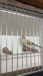 Bastaard putter, Mannelijk, Wildzangvogel