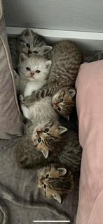 Zuiver britse korthaar kittens, Meerdere dieren