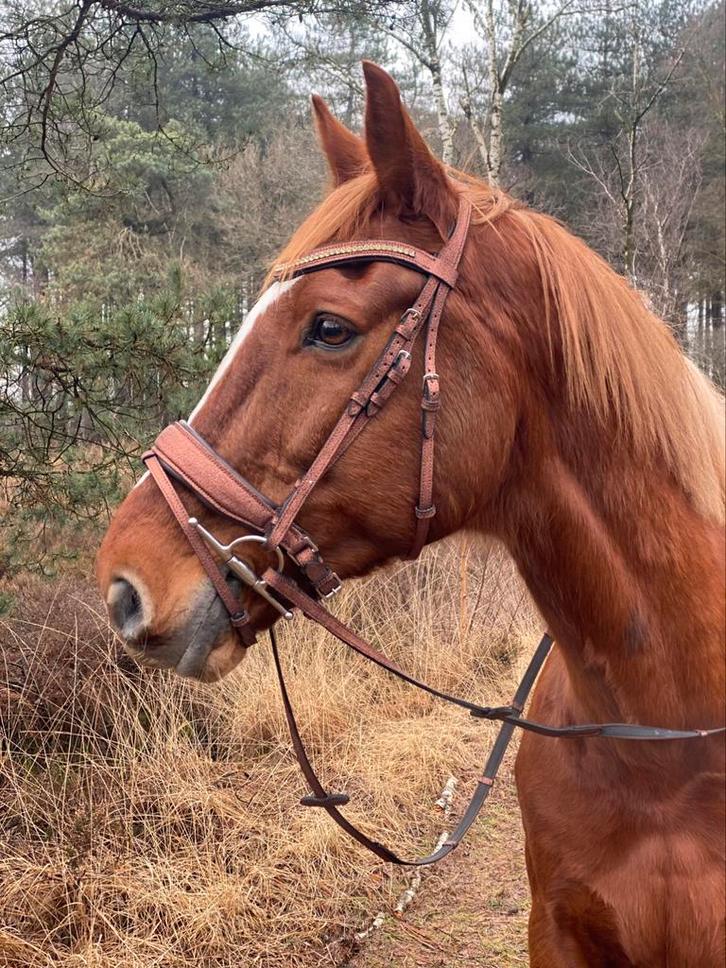 Nieuw! Bruin / brons glitter hoofdstel inc teugels, Dieren en Toebehoren, Paarden en Pony's | Hoofdstellen en Tuigage, Nieuw, Dressuur