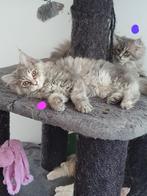 Mainecoon  poesje, Meerdere dieren, Gechipt, 0 tot 2 jaar